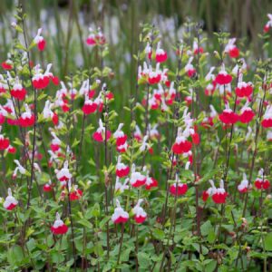 Salvia 'Hot Lips' en maceta 9 cm (6 unidades) - Plantas de temporada