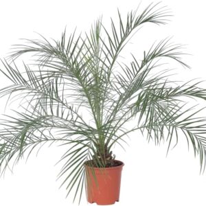 Phoenix Roebelenii - Palmera datilera enana en maceta 21 cm