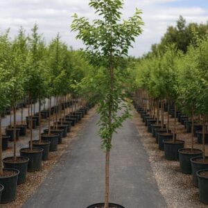 Ulmus pumila en maceta 10 L – Olmo siberiano ornamental | EL NOU GARDEN