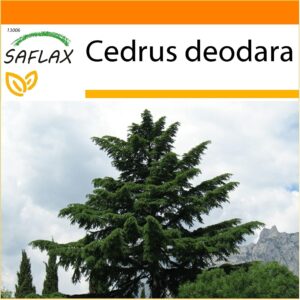 SAFLAX - Cedro del Himalaya - 35 semillas - Garden in the Bag
