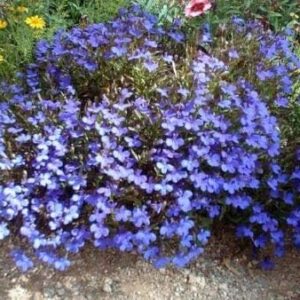 Lobelia Emperor William - 100 semillas de color azul aciano