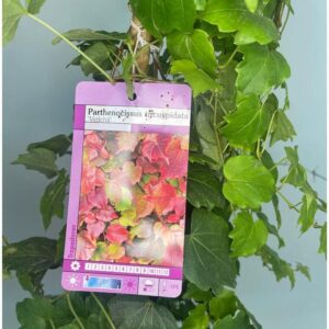 Planta trepadora Parthenocissus M17 160 cm - Falsa parra