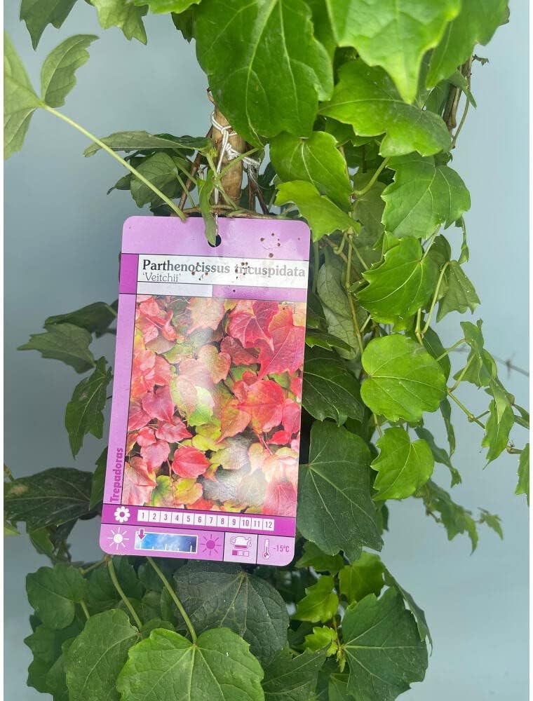 Planta trepadora Parthenocissus M17 160 cm - Falsa parra