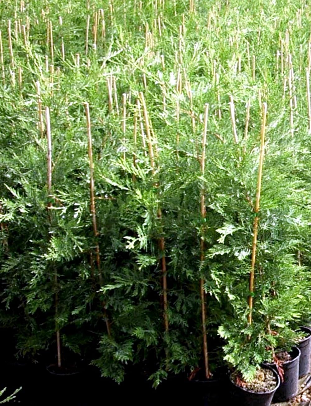 10 Cipreses Leylandii (50-60 cm) para setos y pantallas verdes